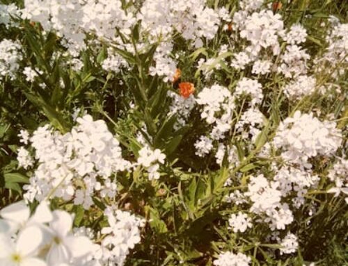 R SCHNEIDER’S THIS AND THAT  APRIL